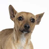 Thumbnail photo of Blitzen #1