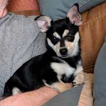 Thumbnail photo of Milani #3