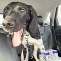 Thumbnail photo of Bennie #3