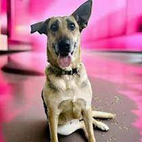 Thumbnail photo of Chime #1