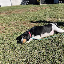 Thumbnail photo of Iris #2