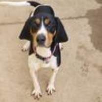 Thumbnail photo of Iris #3