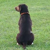 Thumbnail photo of Mocha #1