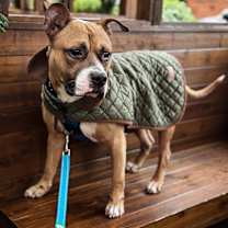 Thumbnail photo of BATMAN #1