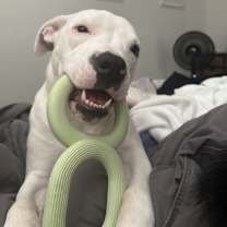 Thumbnail photo of Goliath #4