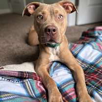 Thumbnail photo of Nori #1