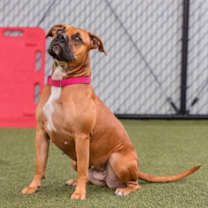 Thumbnail photo of Isis #2