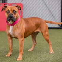 Thumbnail photo of Isis #3