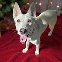 Thumbnail photo of Foxy #1