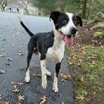 Thumbnail photo of Rooney #2