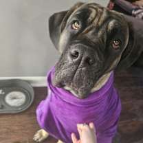 Thumbnail photo of Bella #2