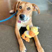 Thumbnail photo of Tater #1