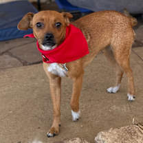 Thumbnail photo of Kismet #2