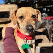 Thumbnail photo of Aradia #2