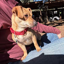 Thumbnail photo of Aradia #4