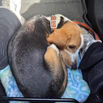 Thumbnail photo of Monty #4