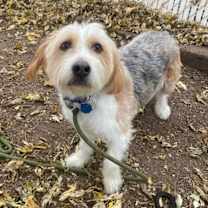 Thumbnail photo of Chief Beef #1