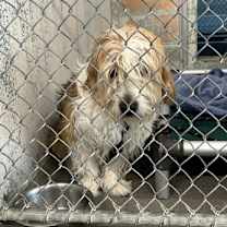 Thumbnail photo of Chief Beef #3