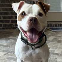 Thumbnail photo of Ollie #2