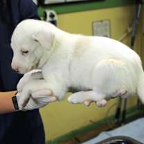 Thumbnail photo of Nightlily #3