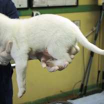 Thumbnail photo of Nighthawk #2