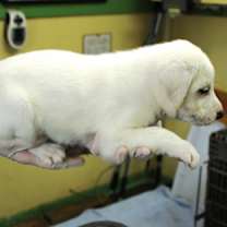 Thumbnail photo of Nighthawk #3