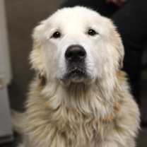 Thumbnail photo of Finn #1