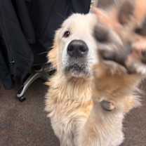 Thumbnail photo of Finn #2