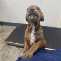 Thumbnail photo of Devin (Coffee) #3