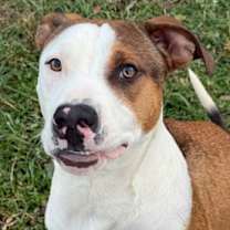 Thumbnail photo of Gambit #2