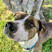 Thumbnail photo of ROCKY #2