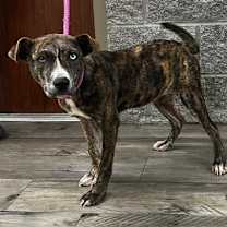 Thumbnail photo of Raven #2