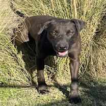 Thumbnail photo of CAPTAIN #1