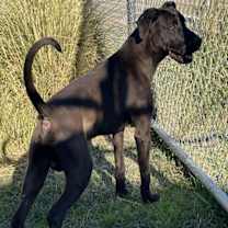 Thumbnail photo of CAPTAIN #2