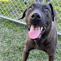 Thumbnail photo of CAPTAIN #3