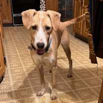 Thumbnail photo of Lizzy #4