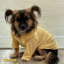 Thumbnail photo of CHARLES #1