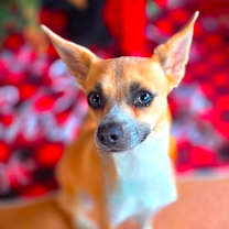 Thumbnail photo of Miette #1