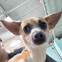 Thumbnail photo of Miette #2