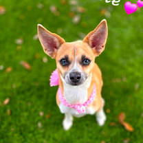 Thumbnail photo of Miette #4