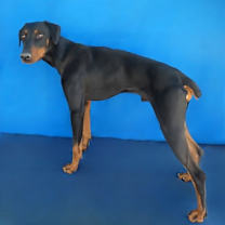 Thumbnail photo of DAPPER #2