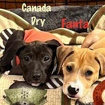 Thumbnail photo of Canada Dry #4