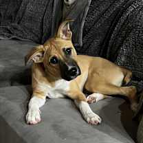 Thumbnail photo of Cypress #2