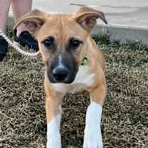 Thumbnail photo of Cypress #4