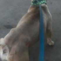 Thumbnail photo of Kringle - Foster or Adopt Me! #3