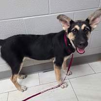 Thumbnail photo of Angelina JuM #2