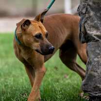 Thumbnail photo of Chook AKA Chaz JuM #3