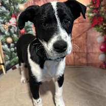 Thumbnail photo of Tundra #1