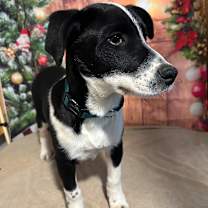 Thumbnail photo of Tundra #2