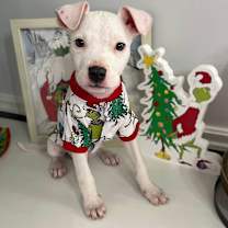 Thumbnail photo of Willow #1